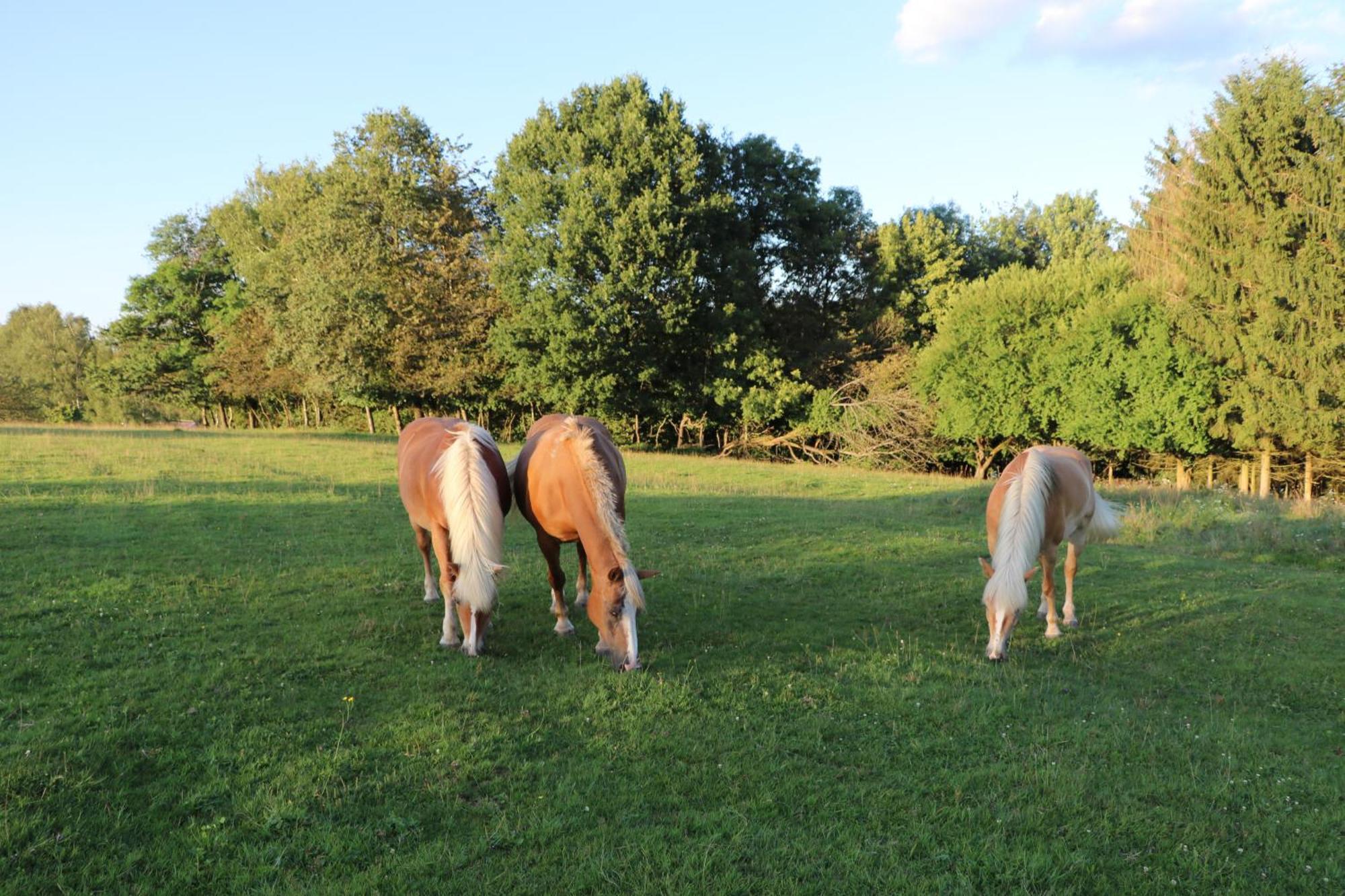 Les Grands Frenes Bed & Breakfast Plaine-de-Walsch Exterior foto